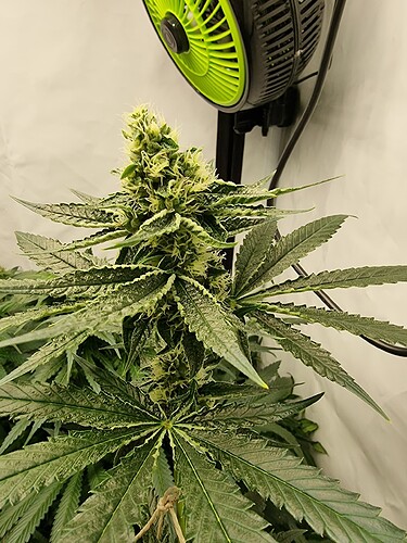 Growreport Bild 6