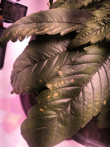 Growreport Bild 3
