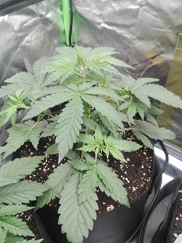 Growreport Bild 3