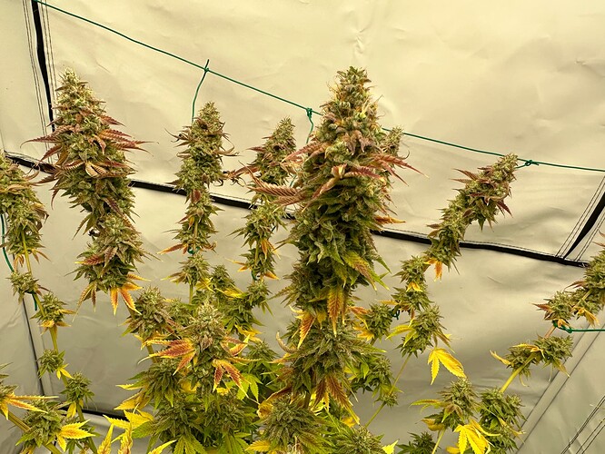 Growreport Bild 5