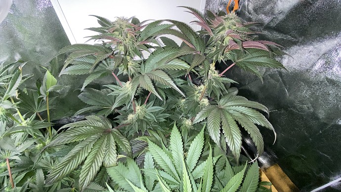Growreport Bild 33