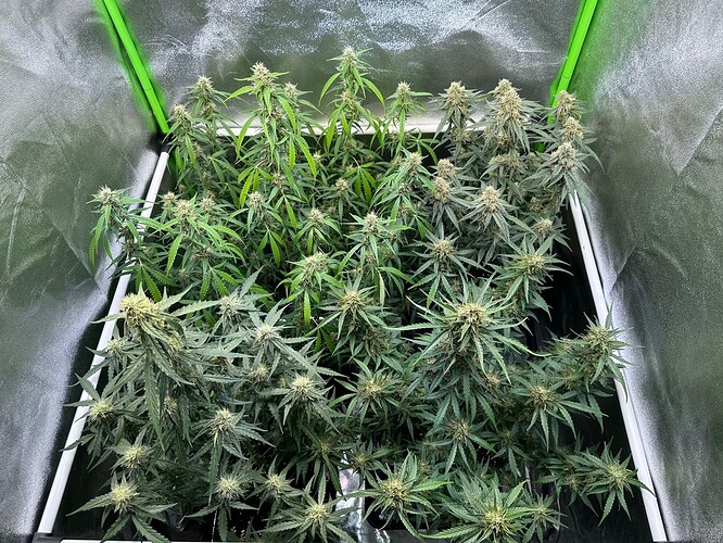 Growreport Bild 2
