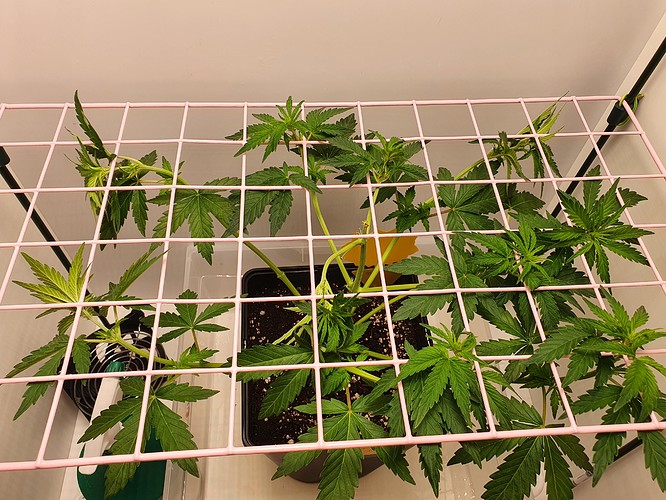 Growreport Bild 6