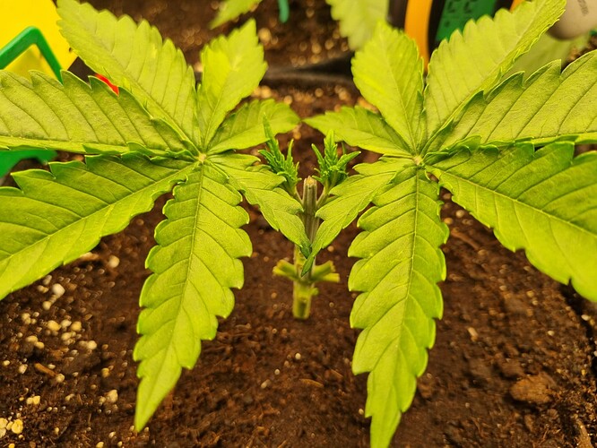 Growreport Bild 25