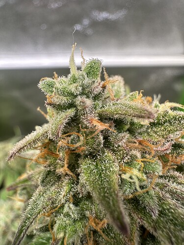 Growreport Bild 32