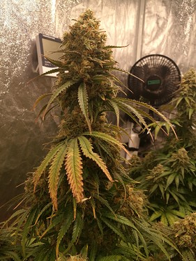 Growreport Bild 32