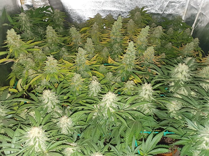 Growreport Bild 4
