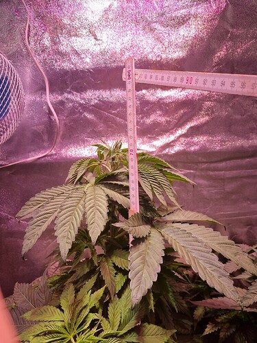 Growreport Bild 1