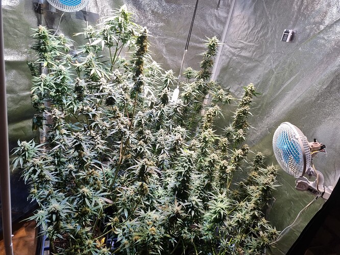 Growreport Bild 72