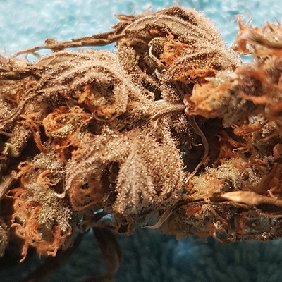Growreport Bild 50