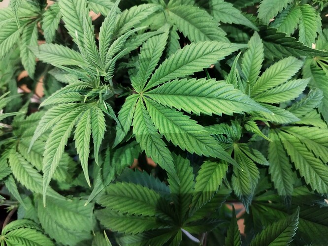 Growreport Bild 6