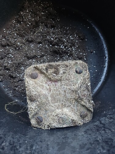 Growreport Bild 4