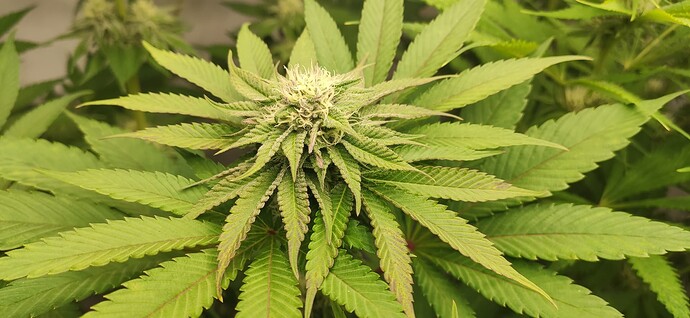 Growreport Bild 3