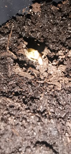 Growreport Bild 1