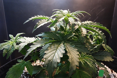 Growreport Bild 32