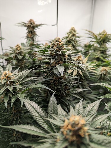 Growreport Bild 31