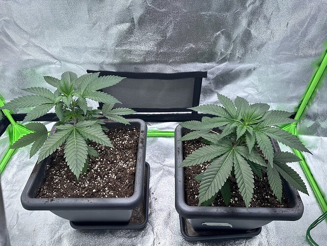 Growreport Bild 7