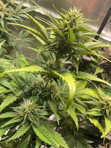 Growreport Bild 5