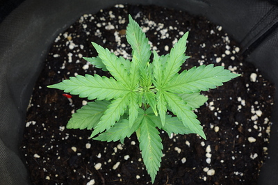 Eine junge Cannabispflanze in einem schwarzen Stofftopf, die sich in der Sämlingsphase befindet.