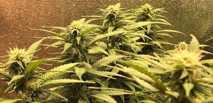 230122_trainwreck_panorama