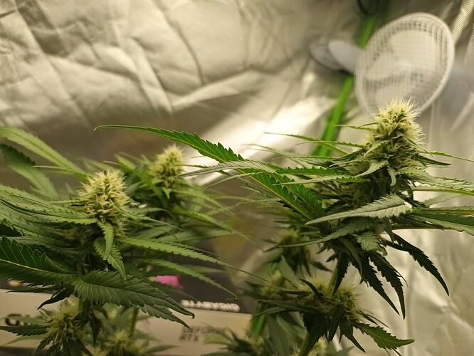 Growreport Bild 14