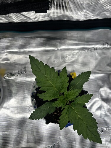 Growreport Bild 130