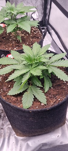 Growreport Bild 2