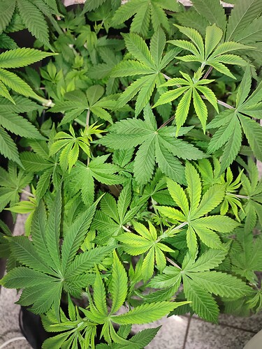 Growreport Bild 1