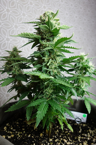 DSC01979