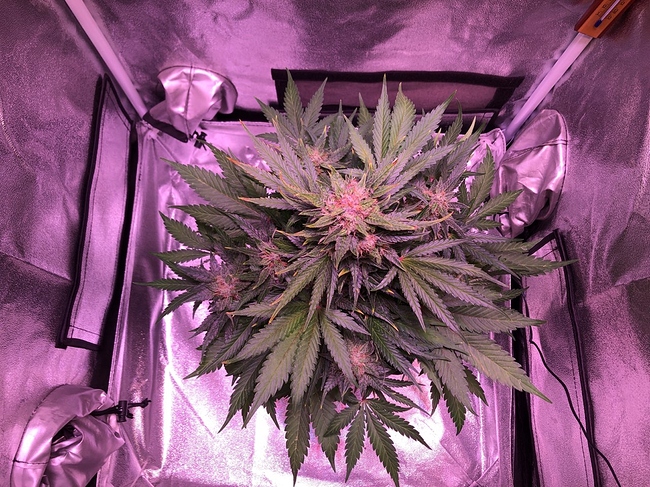 Growreport Bild 15
