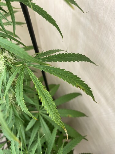 Growreport Bild 3