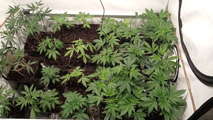 Growreport Bild 51
