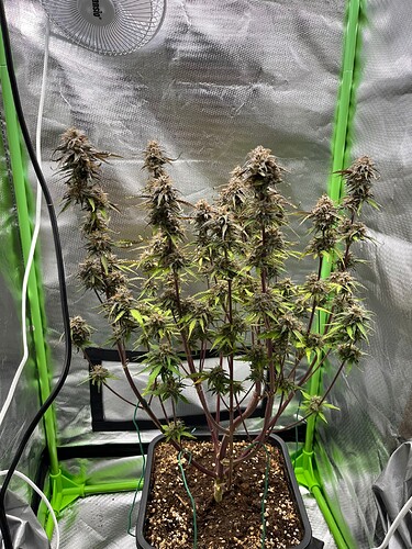Growreport Bild 6