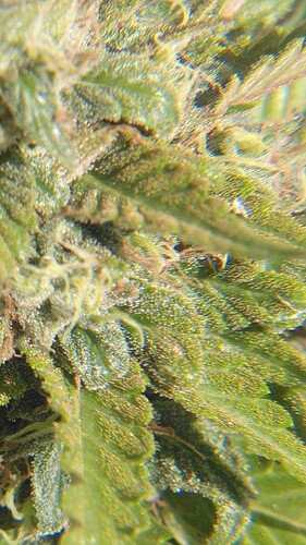 Growreport Bild 6