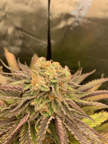 Growreport Bild 2