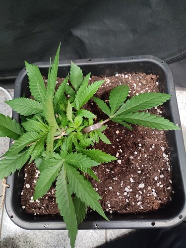 Growreport Bild 5