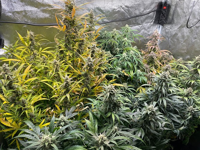 Growreport Bild 1