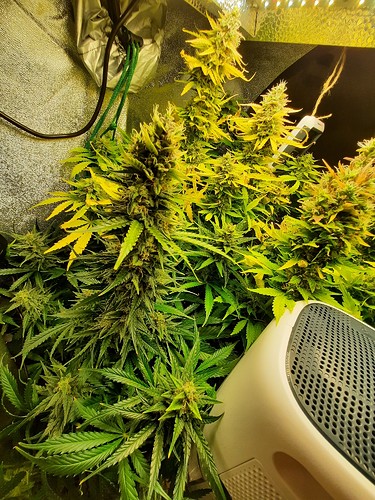 Growreport Bild 1