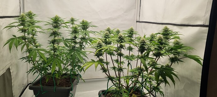 Growreport Bild 7