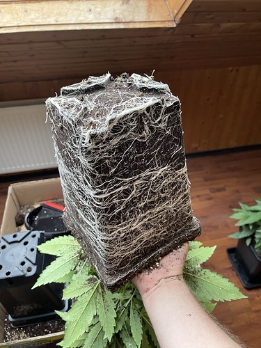 Growreport Bild 33