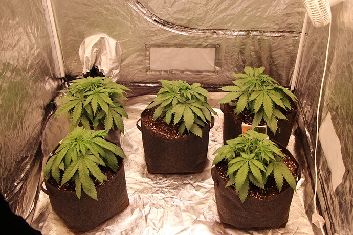 Growreport Bild 12