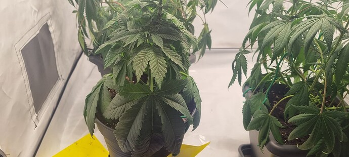Growreport Bild 3