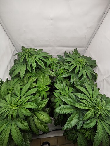 Growreport Bild 1