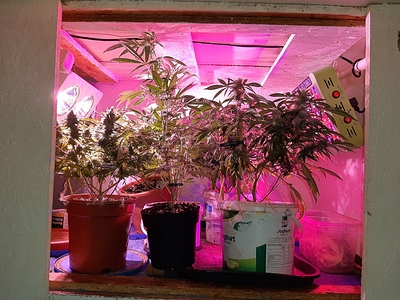 Growreport Bild 1