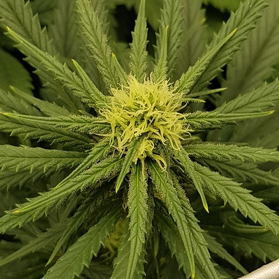 Growreport Bild 1