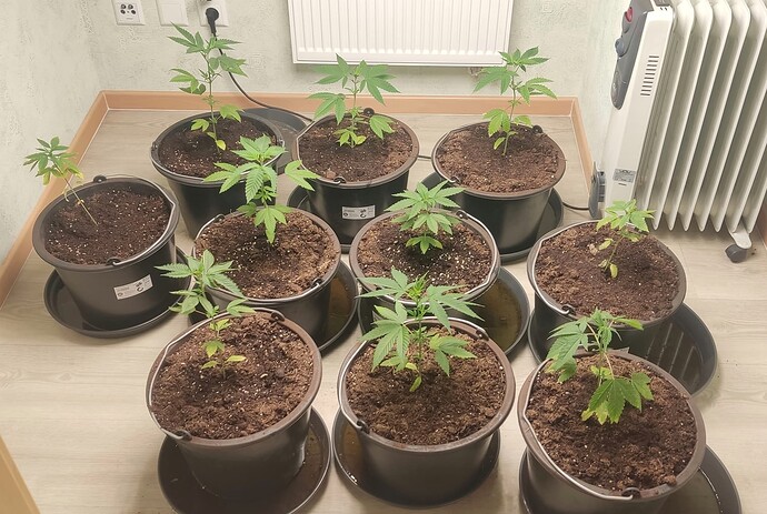 IMG_20230212_135728-01