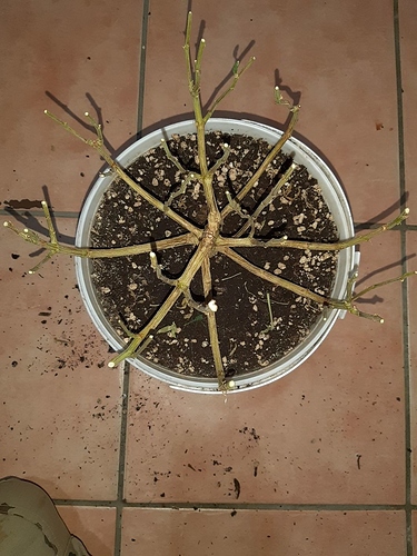 Growreport Bild 13