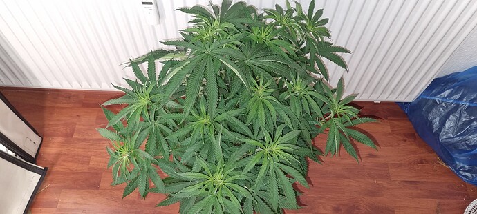 Growreport Bild 23