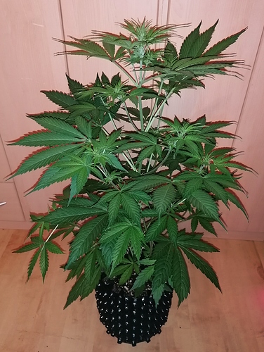 Growreport Bild 1