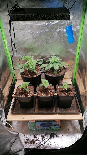 Growreport Bild 6